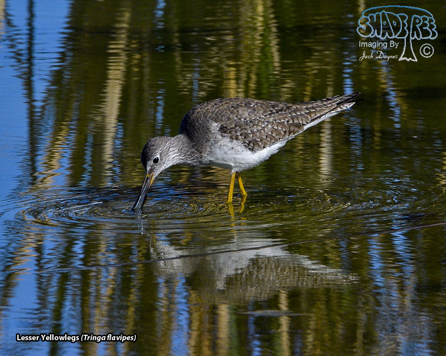 Lesser Yellowlegs - Tringa flavipes