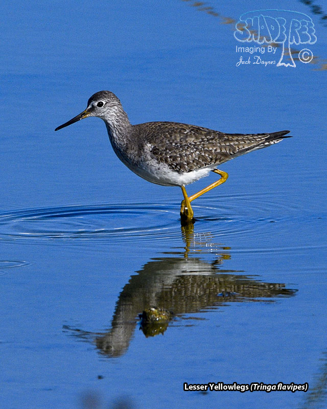 Lesser Yellowlegs - Tringa flavipes