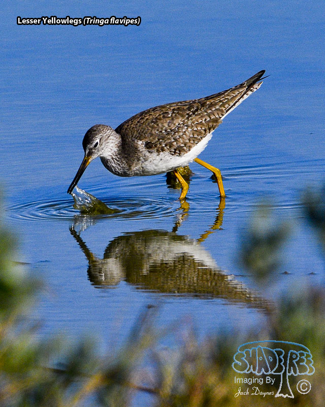 Lesser Yellowlegs - Tringa flavipes