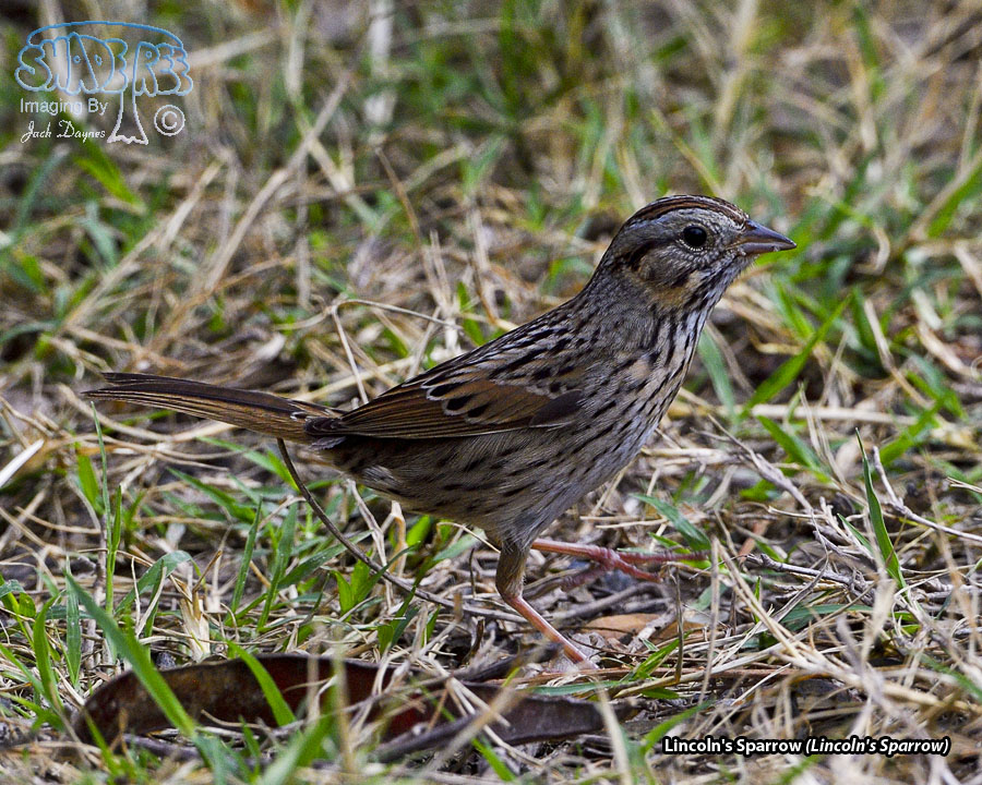 Lincoln's Sparrow - Melospiza lincolnii