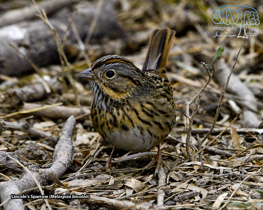 Lincoln's Sparrow - Melospiza lincolnii