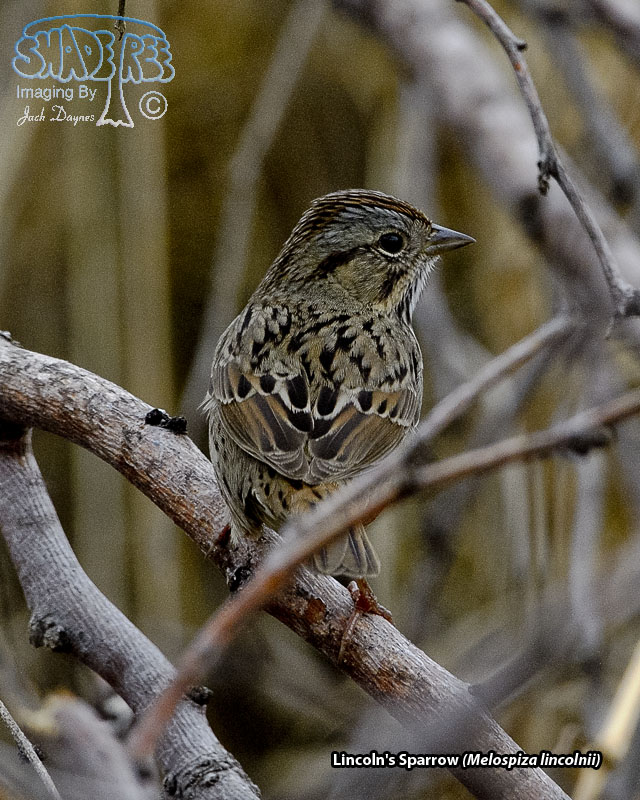 Lincoln's Sparrow - Melospiza lincolnii