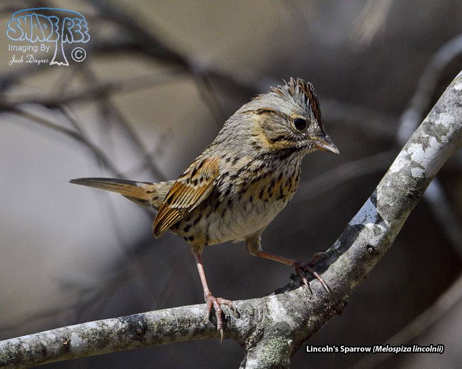 Lincoln's Sparrow - Melospiza lincolnii