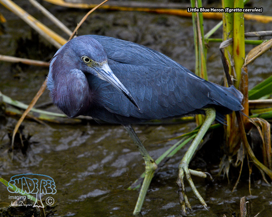 Little Blue Heron - Egretta caerulea