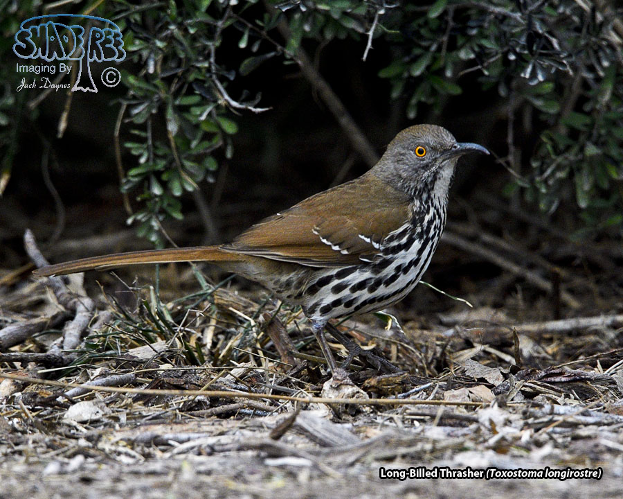 Long-Billed Thrasher - Toxostoma longirostre