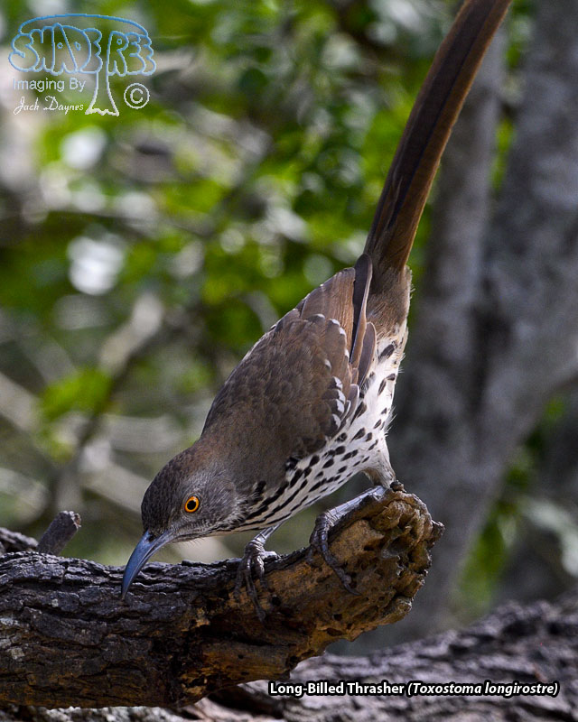 Long-Billed Thrasher - Toxostoma longirostre