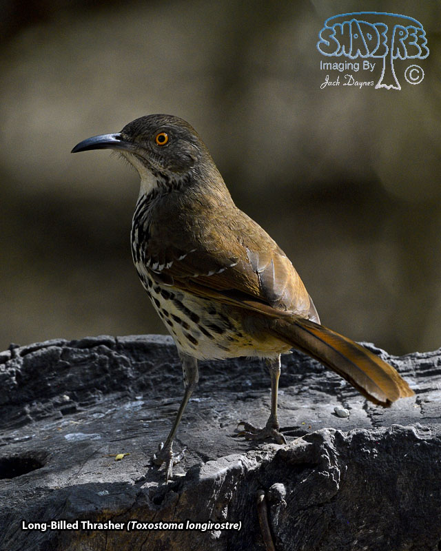 Long-Billed Thrasher - Toxostoma longirostre