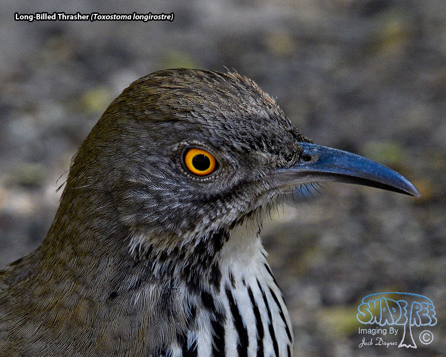 Long-Billed Thrasher - Toxostoma longirostre