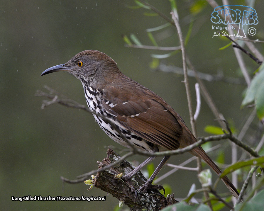 Long-Billed Thrasher - Toxostoma longirostre