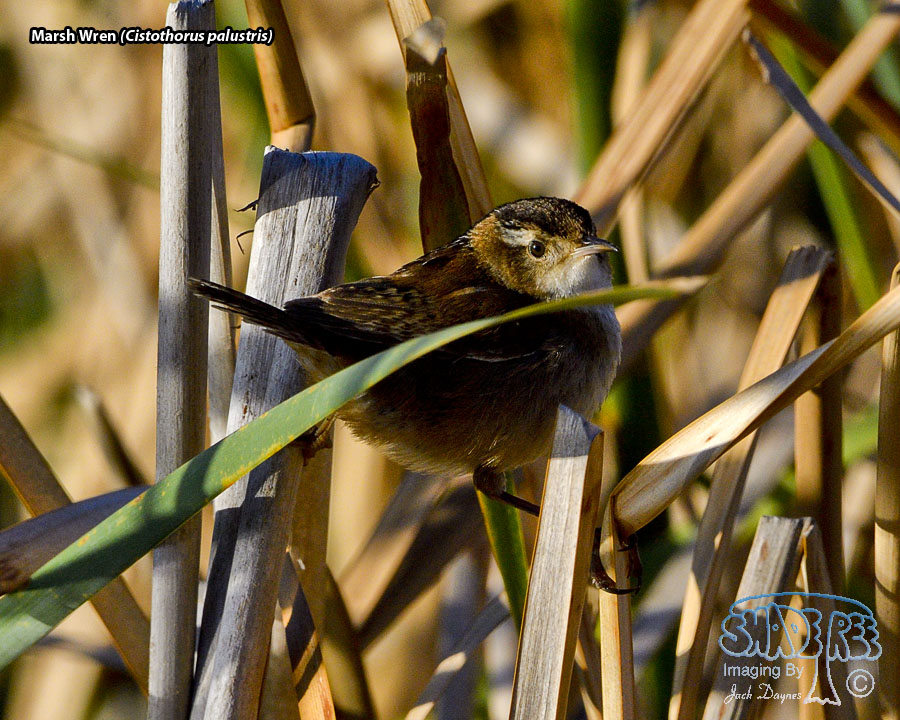 Marsh Wren - Cistothorus palustris