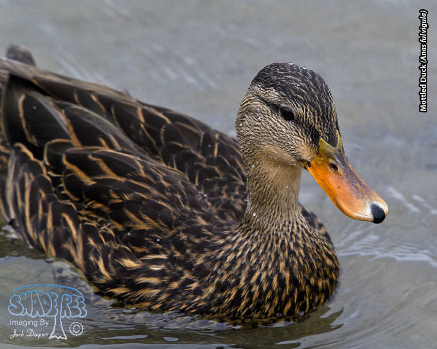 Mottled Duck - Anas fulvigula