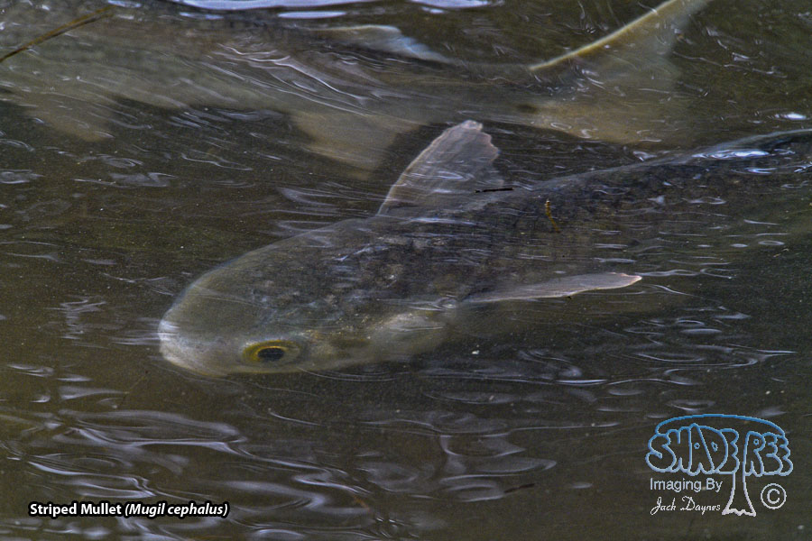 Striped Mullet - Mugil cephalus
