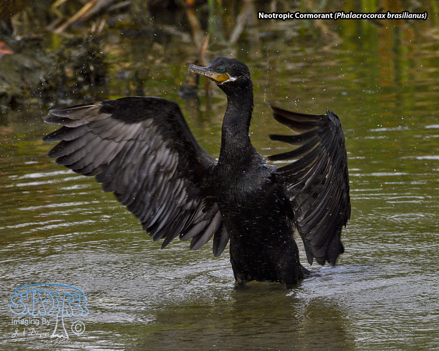 Neotropic Cormorant - Phalacrocorax brasilianus