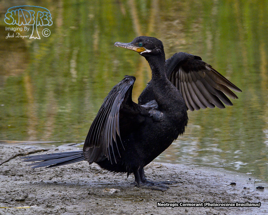 Neotropic Cormorant - Phalacrocorax brasilianus