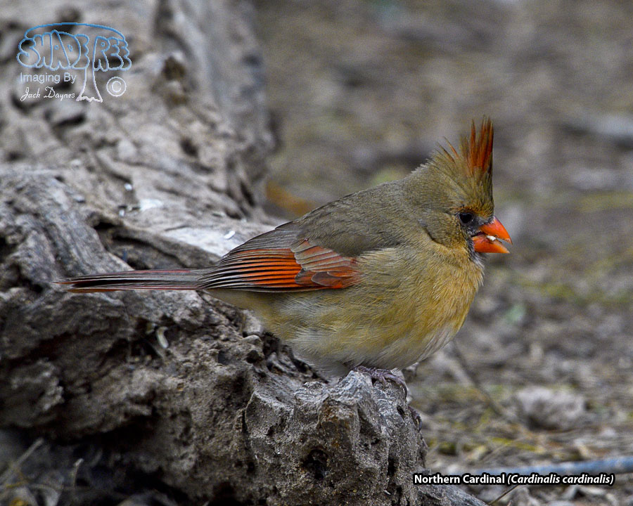 Northern Cardinal - Cardinalis cardinalis