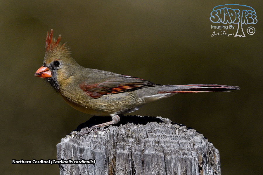 Northern Cardinal - Cardinalis cardinalis