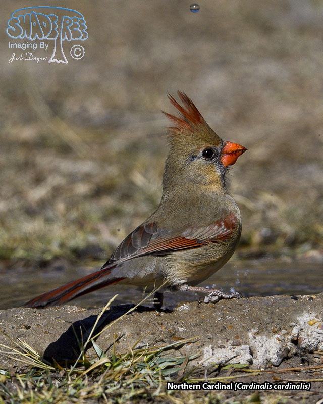 Northern Cardinal - Cardinalis cardinalis