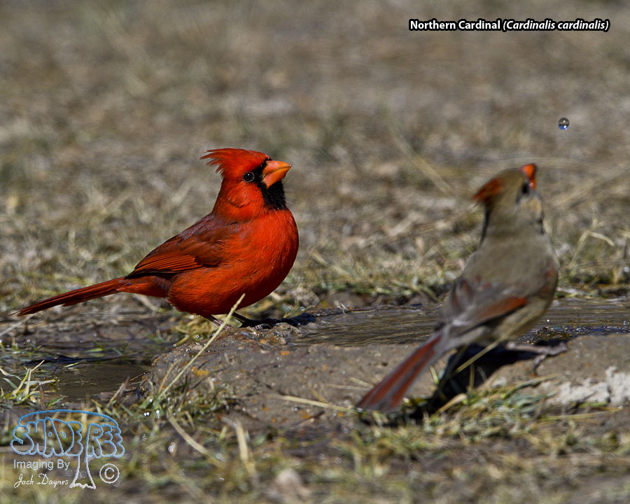Northern Cardinal - Cardinalis cardinalis