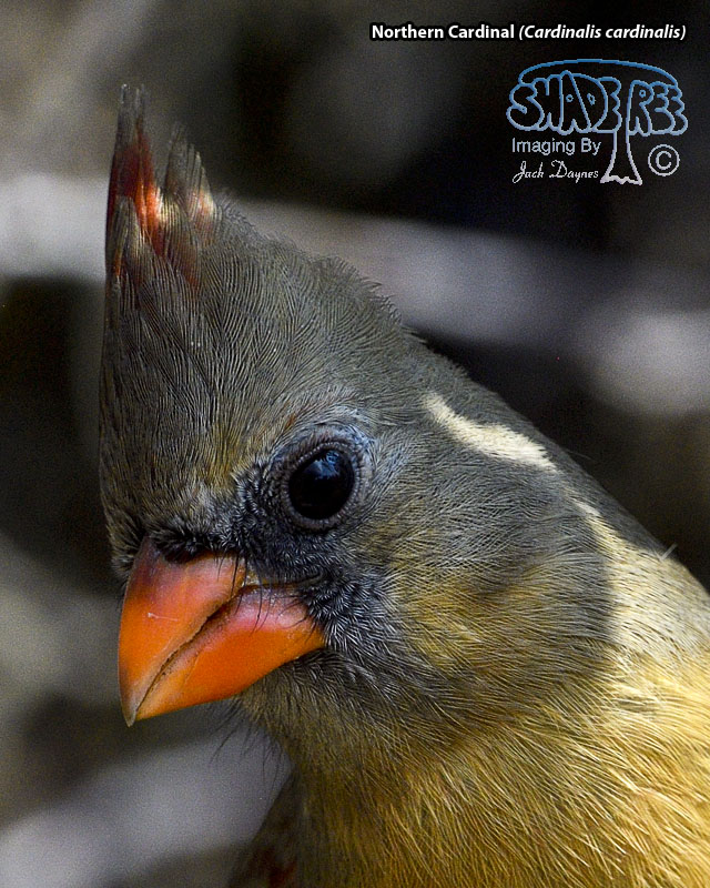 Northern Cardinal - Cardinalis cardinalis