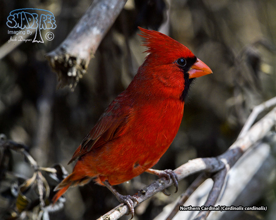 Northern Cardinal - Cardinalis cardinalis