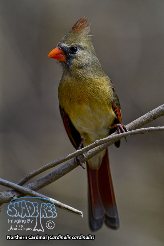 Northern Cardinal - Cardinalis cardinalis