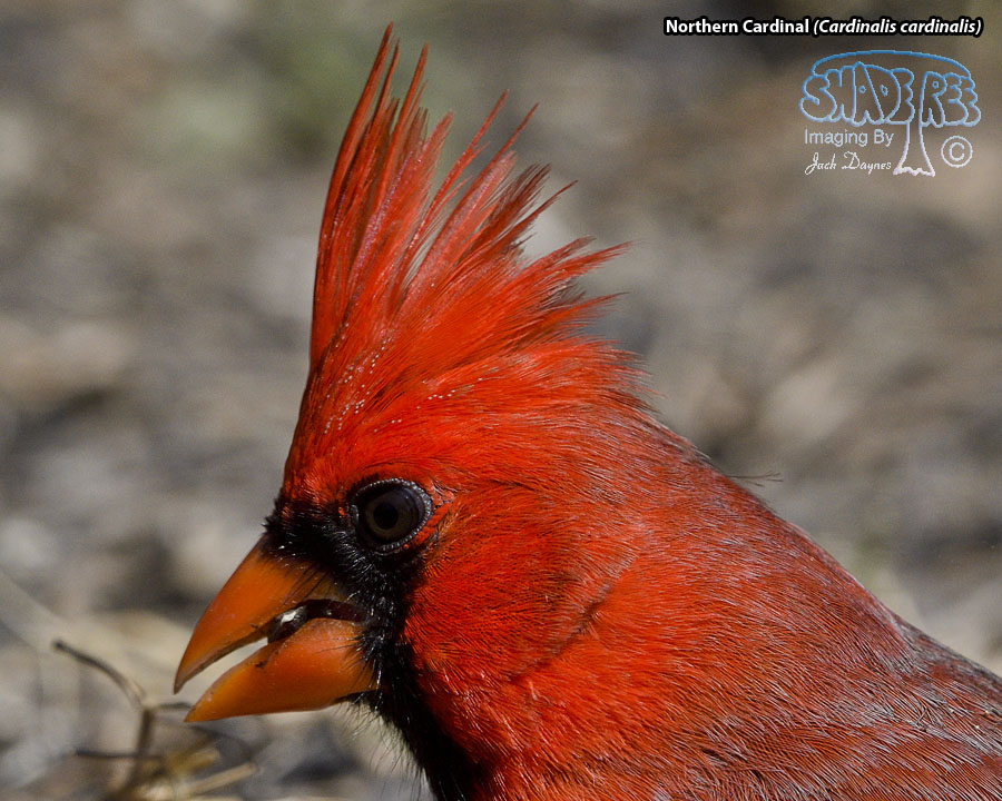 Northern Cardinal - Cardinalis cardinalis