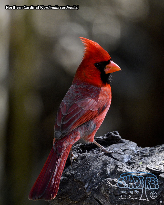 Northern Cardinal - Cardinalis cardinalis