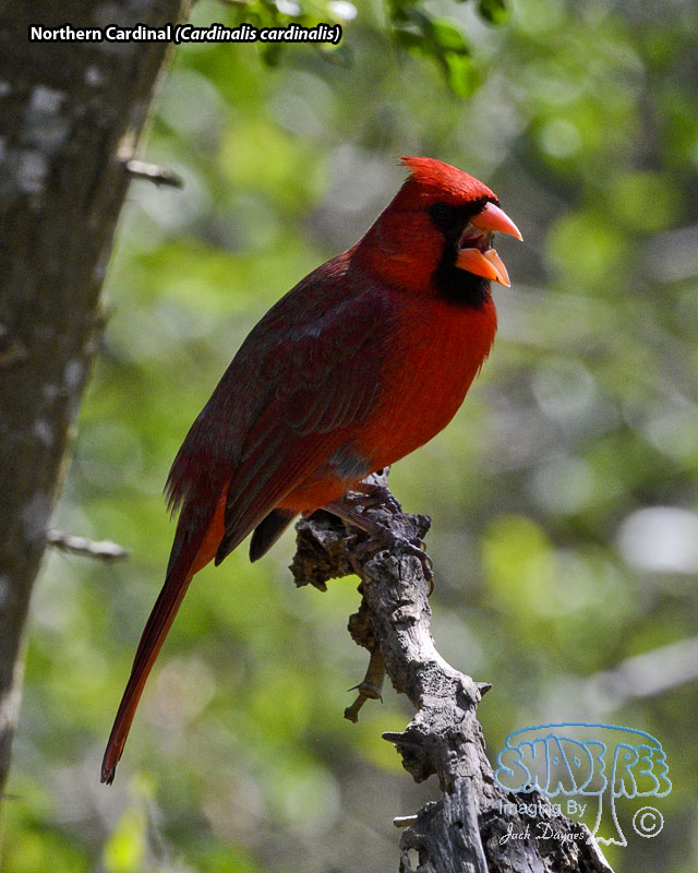 Northern Cardinal - Cardinalis cardinalis