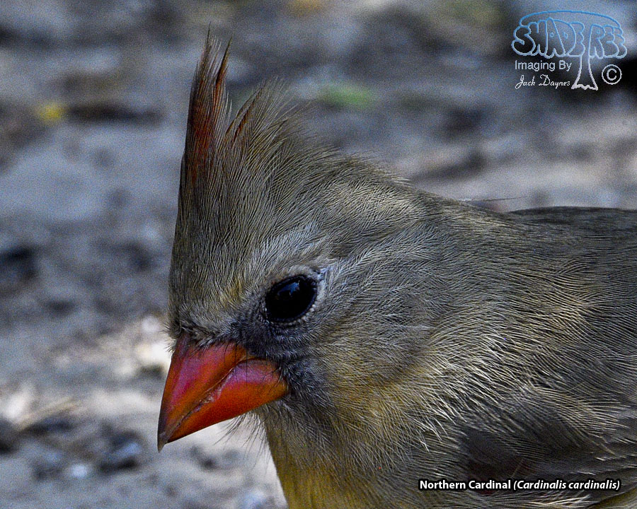 Northern Cardinal - Cardinalis cardinalis