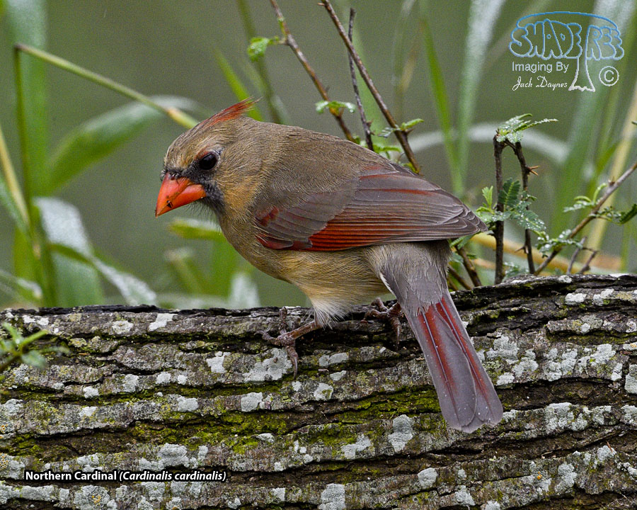 Northern Cardinal - Cardinalis cardinalis