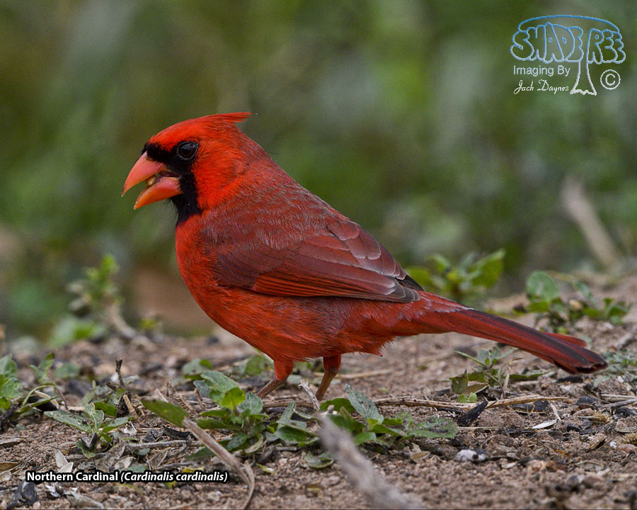 Northern Cardinal - Cardinalis cardinalis