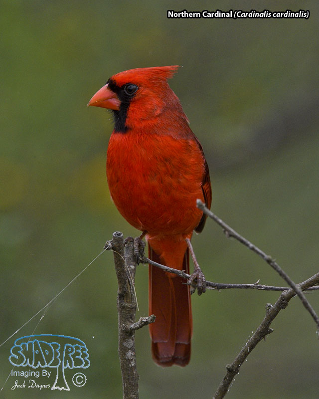 Northern Cardinal - Cardinalis cardinalis