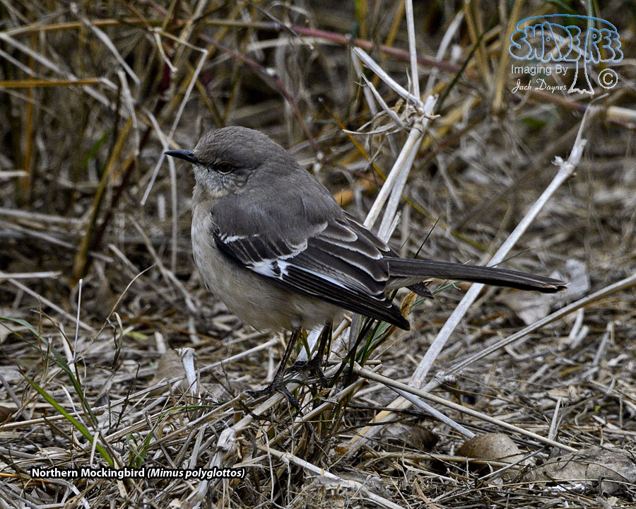 Northern Mockingbird - Mimus polyglottos