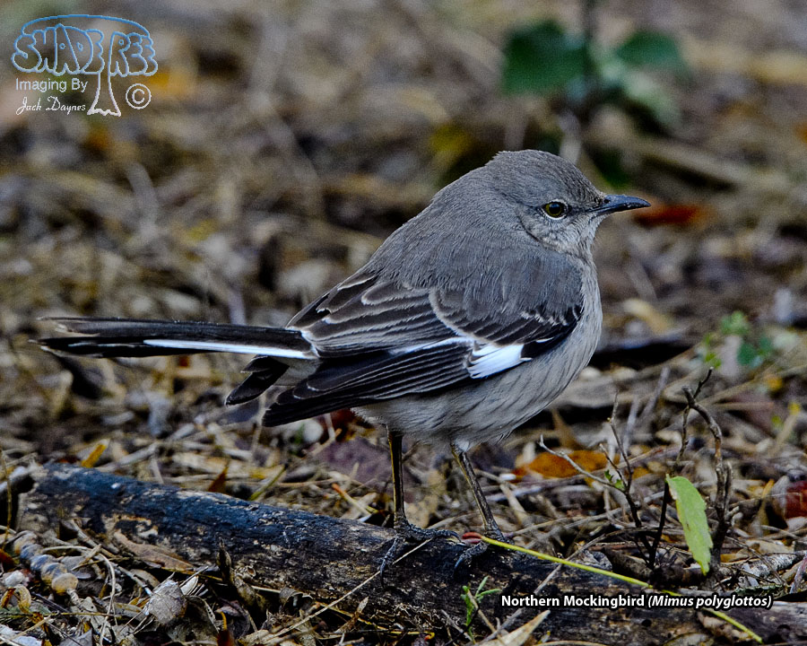 Northern Mockingbird - Mimus polyglottos