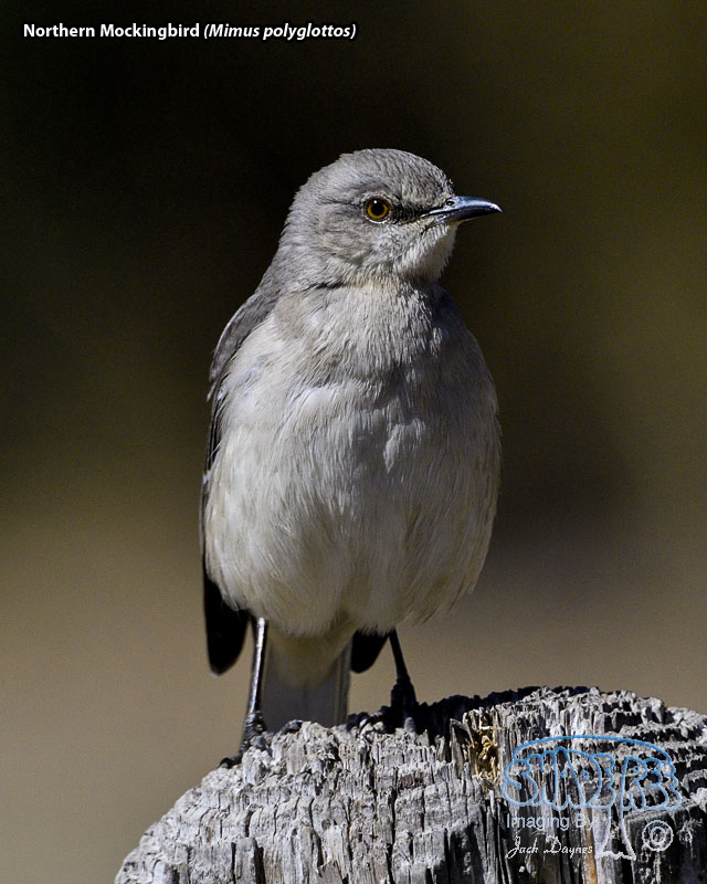 Northern Mockingbird - Mimus polyglottos