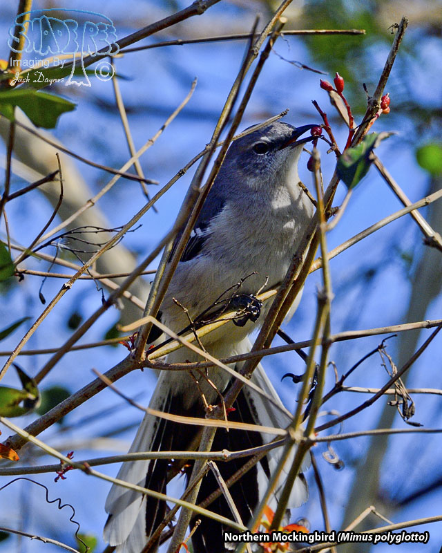 Northern Mockingbird - Mimus polyglottos