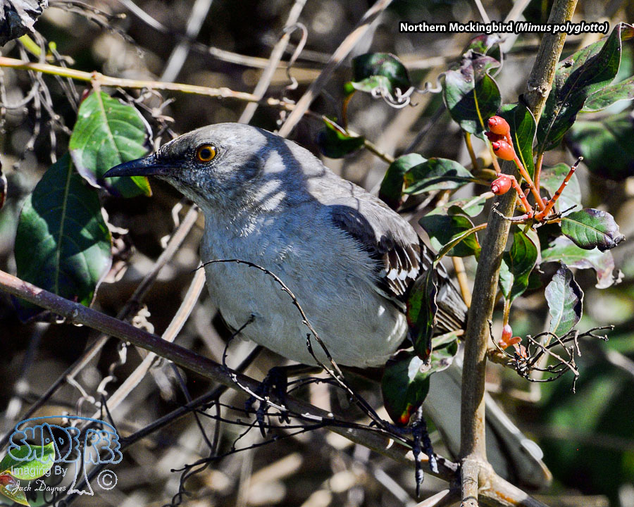 Northern Mockingbird - Mimus polyglottos