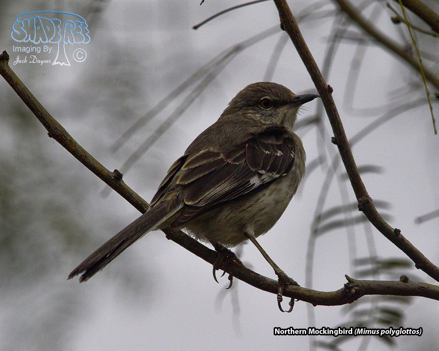 Northern Mockingbird - Mimus polyglottos