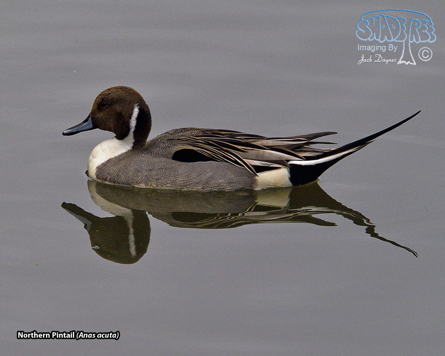 Northern Pintail - Anas acuta