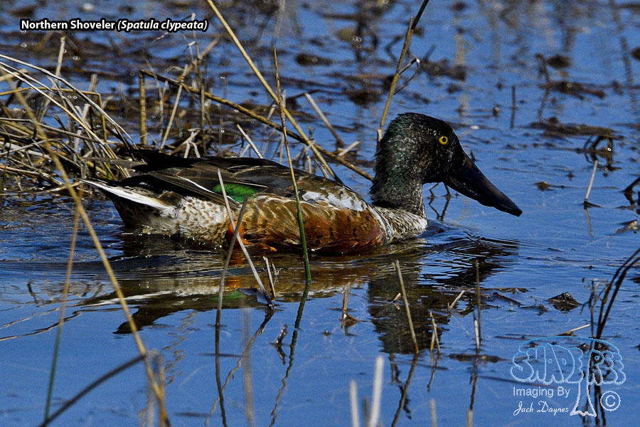 Northern Shoveler - Spatula clypeata