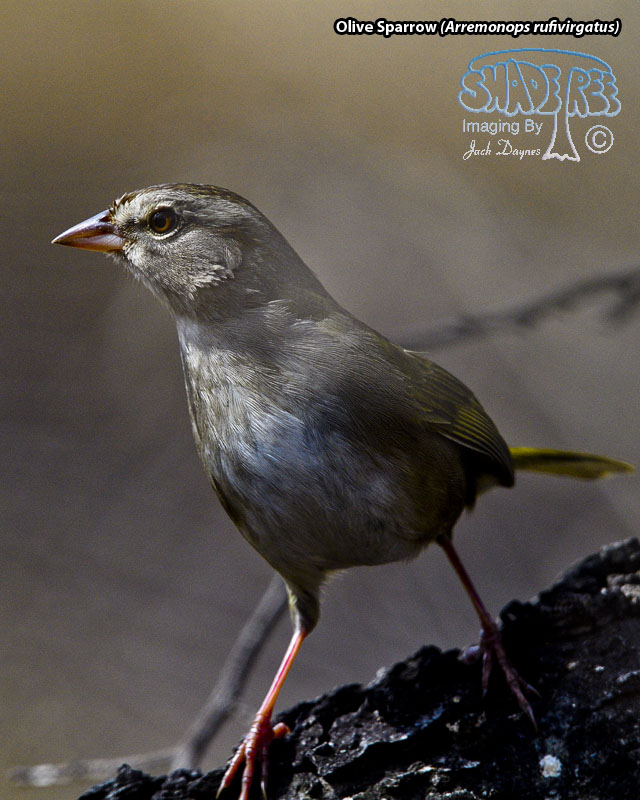 Olive Sparrow - Arremonops rufivirgatus