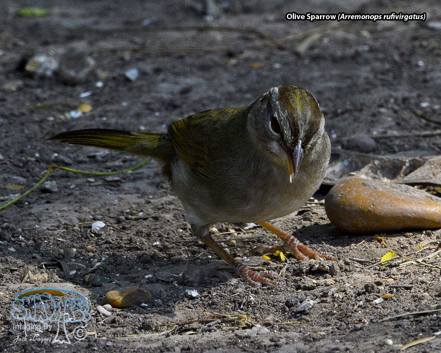 Olive Sparrow - Arremonops rufivirgatus