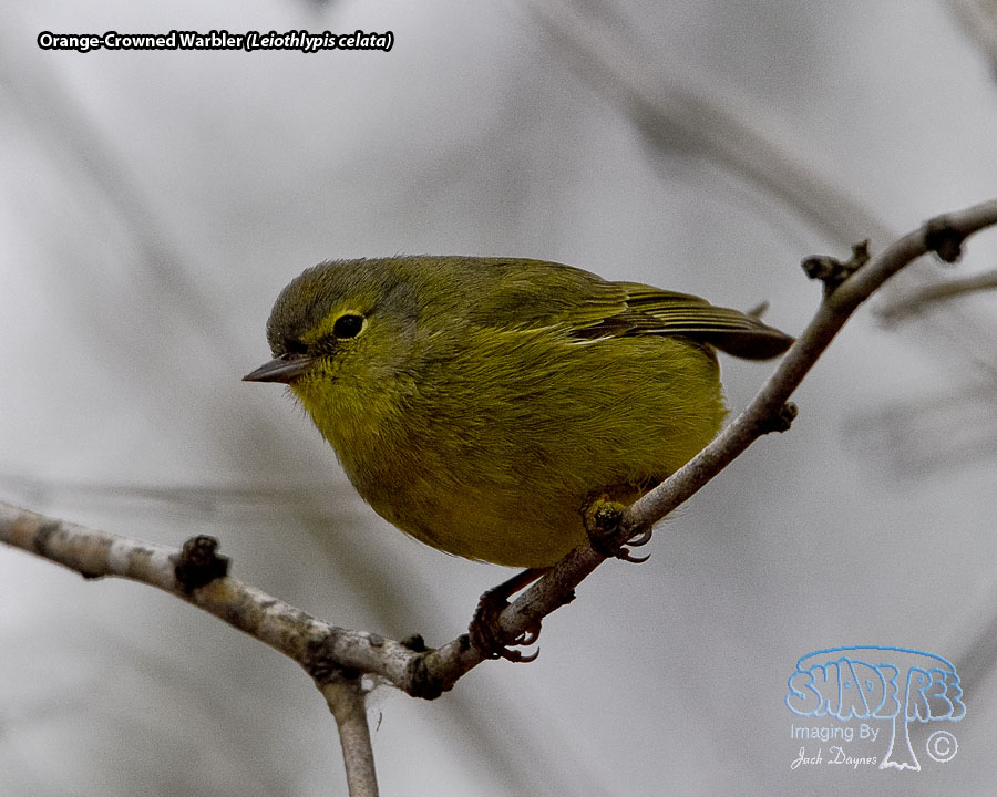 Orange-Crowned Warbler - Leiothlypis celata