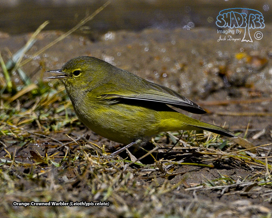 Orange-Crowned Warbler - Leiothlypis celata