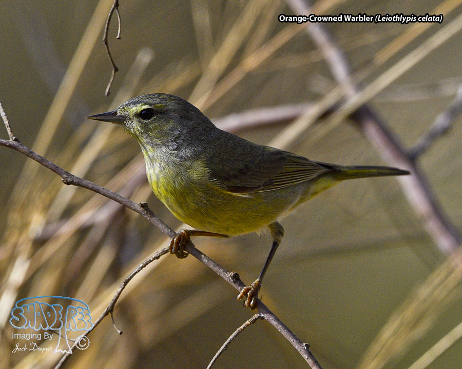Orange-Crowned Warbler - Leiothlypis celata