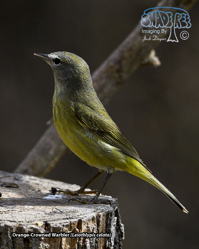 Orange-Crowned Warbler - Leiothlypis celata