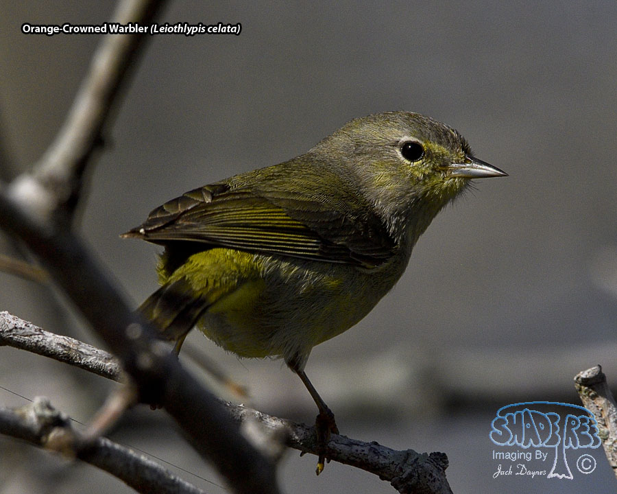 Orange-Crowned Warbler - Leiothlypis celata