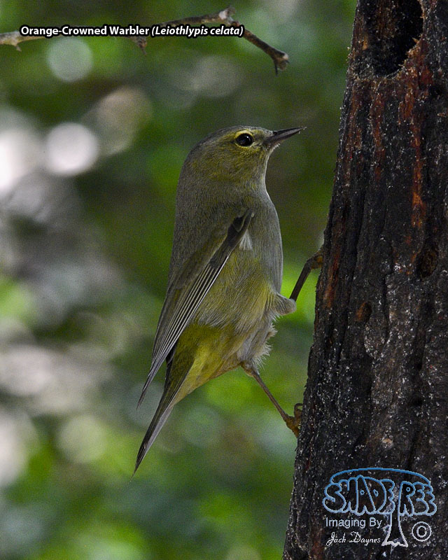 Orange-Crowned Warbler - Leiothlypis celata