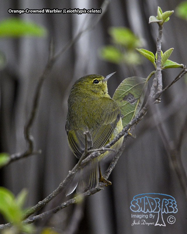 Orange-Crowned Warbler - Leiothlypis celata