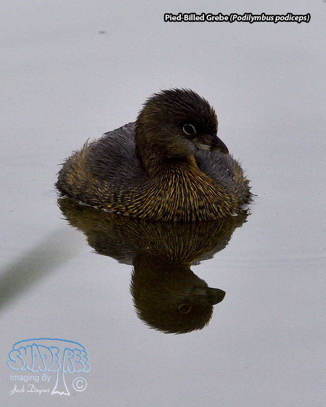 Pied-Billed Grebe - Podilymbus podiceps